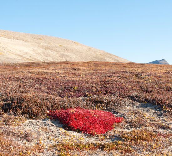 Northeast Greenland Extreme - Aurora Borealis & Long Hikes © Grönland
